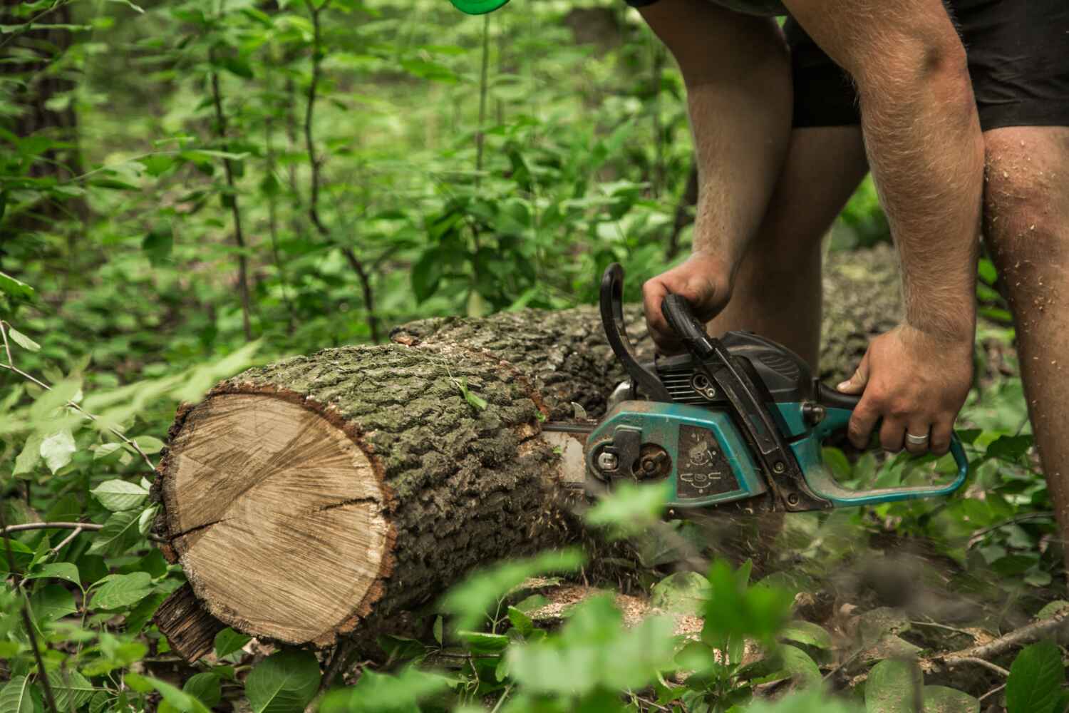 The Steps Involved in Our Tree Care Process in Lorena, TX